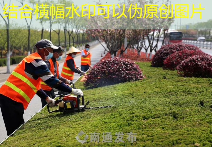 岳阳城市绿化树木图片