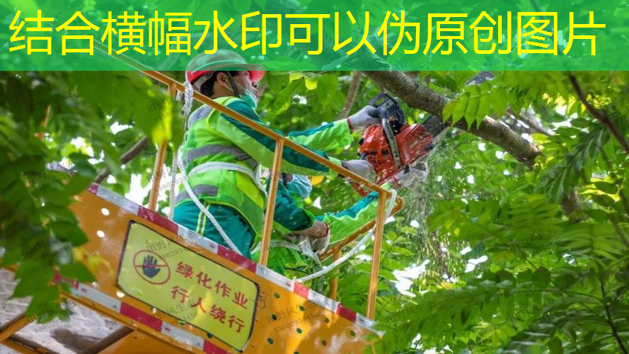 武汉市常见的城市绿化植物